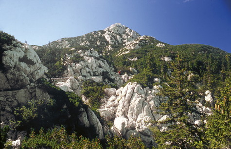 Gromovača – vrh 
