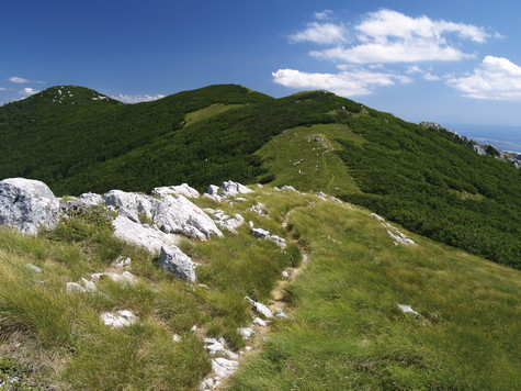 Zečjak – vrh 
