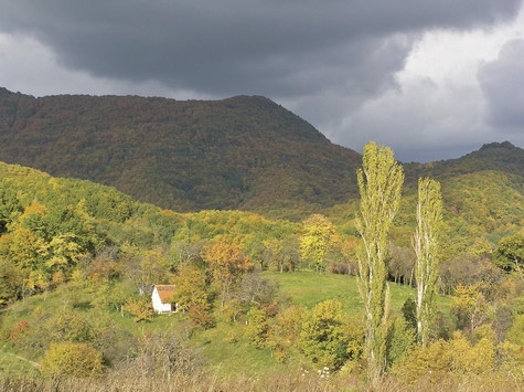 Lipa – vrh 
