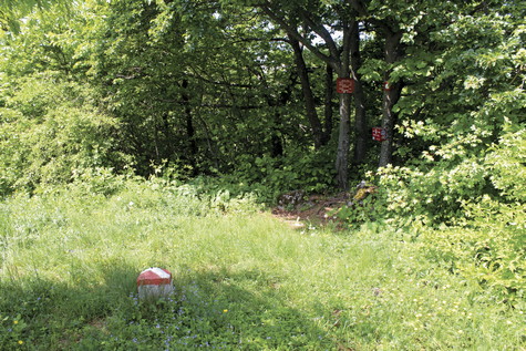 Zečak – vrh 
