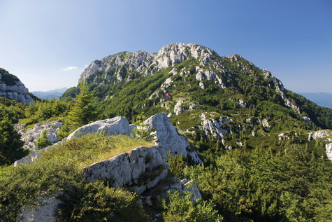 Risnjak – vrh 
