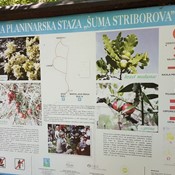 11. proljeće u Šumi Striborovoj