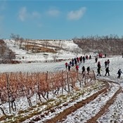 Vinkovo u Iloku